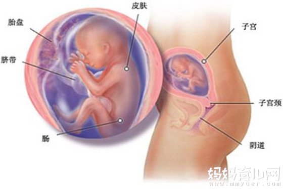 怀孕5个月胎儿图发育详情 宝宝正如“鸭梨”般大小