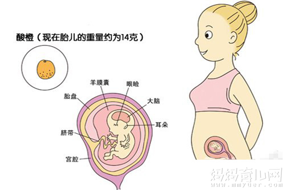 怀孕三个月胎儿到底有多大 一张彩超图让你秒懂