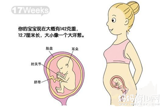 怀孕5个月肚子有多大因人而异 17-20周胎儿变化过程图解