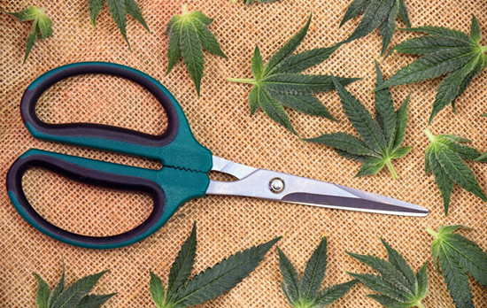 托班安全教育活动《不玩尖利东西》