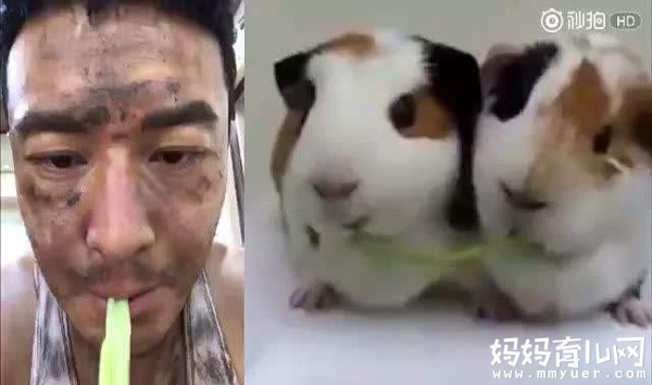每天吃草都这么欢乐 黄晓明有点羡慕荷兰猪！