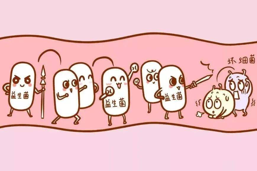 益生菌肠道健康_宝宝肠道健康_肠道健康秘密:益生菌健康宝典