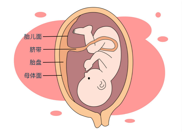 B超单显示脐带异常怎么办？教你解读专业术语