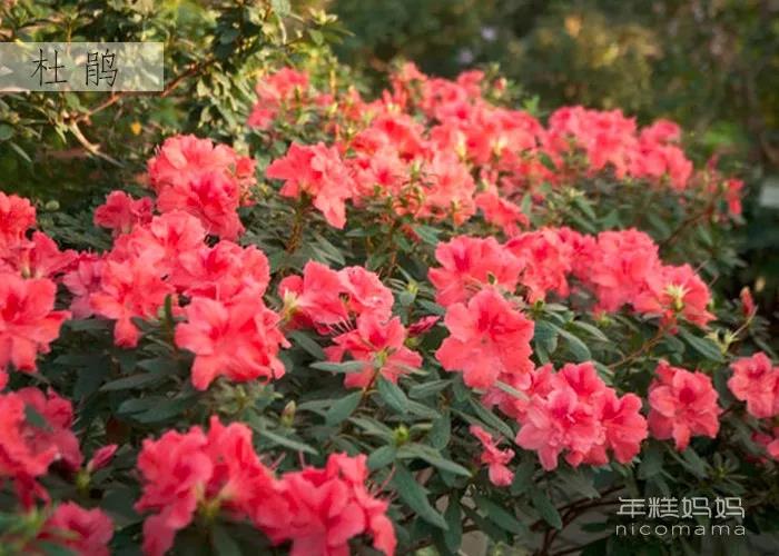 阅读专栏：诗歌《你是人间四月天》