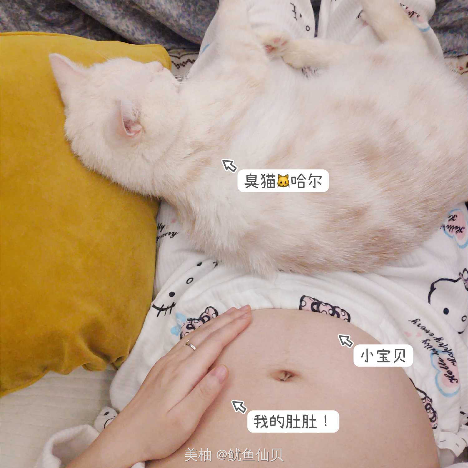 有孕期养猫的嘛，我已得到全家妥协