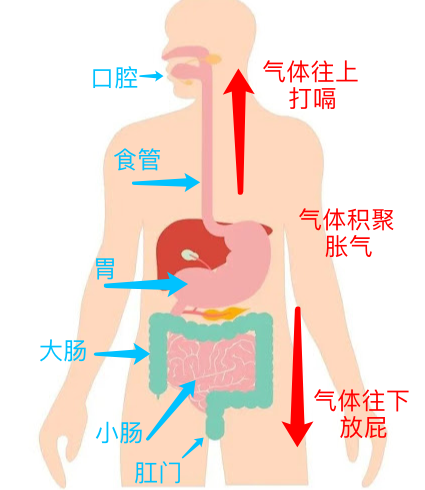 怀孕后经常胀气、打嗝、放屁？4个方法帮你排气