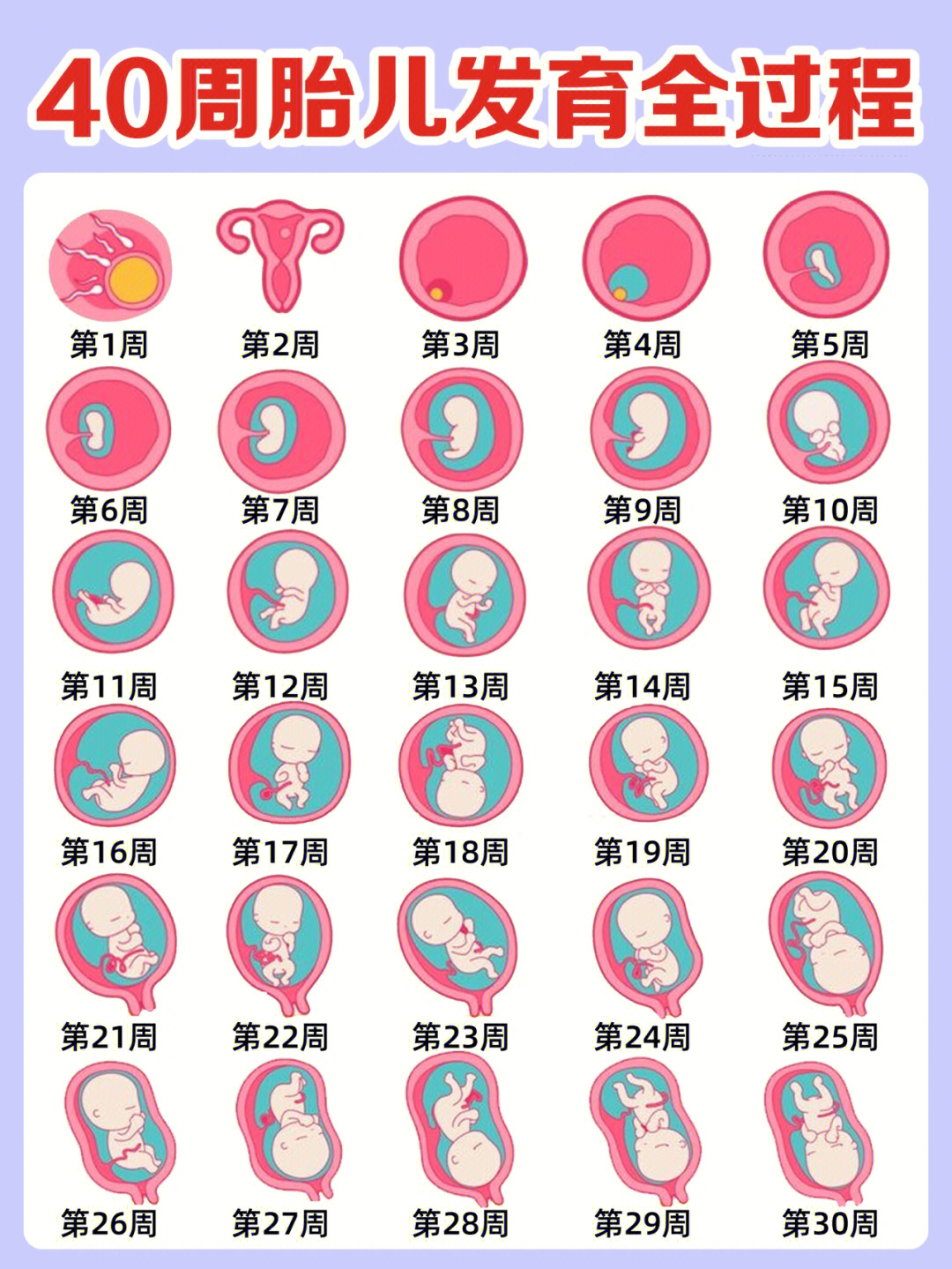爸爸篇怀孕期间，爸爸可以做些什么呢？