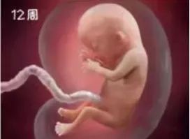 彩超检查比实际孕周大_孕产彩超检查时间表_彩超检查胎儿比实际孕周大