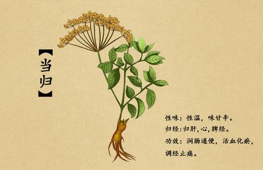 月经期间能吃当归吗？